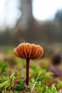 Eenzame paddenstoel van Leonie .