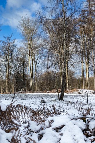 Winter in Kluisbos, Flämische Ardennen, Belgien