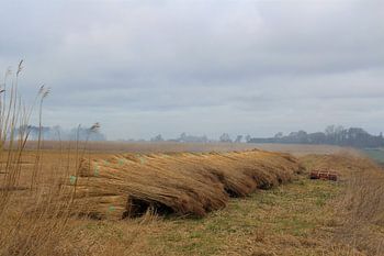 Stapel gebonden riet bij Bantega
