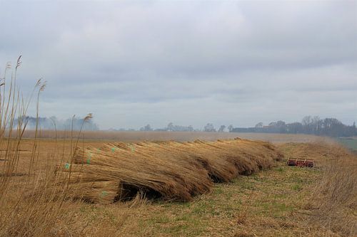 Stapel gebonden riet bij Bantega