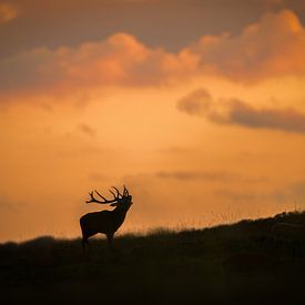 Burning red deer at sunset by Larissa Rand