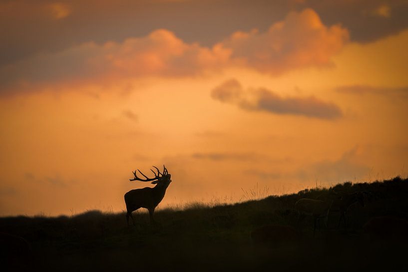 Burning red deer at sunset by Larissa Rand