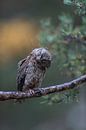 Zwergohreule ( Otus scops ) schüttelt sich den Regen aus dem Gefieder, lustiges Bild, Europa. von wunderbare Erde Miniaturansicht