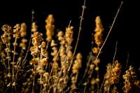 Arid On Black