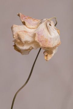 Licht roze bloem  op warm grijze achtergrond minimalistische close-up van Iris Koopmans