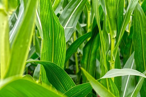 Maisveld bladeren van Hans Lok