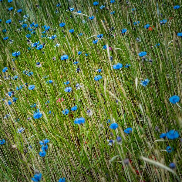 Korenbloemenveld vierkant by Freddy Hoevers