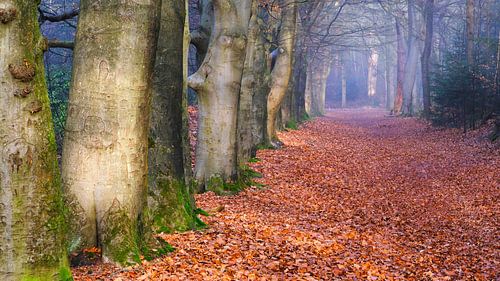 Rijsterbos van Sabrina de Vries