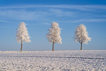 Drie bomen op een koude dag