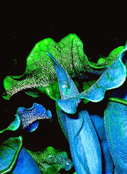 vleeseter par ton langbroek