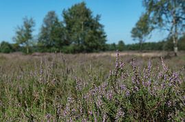Vilsterse Veld Heidegebied