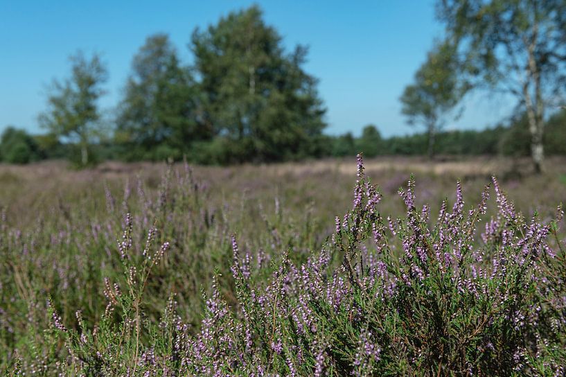 Vilsterse Veld Heathland by Richard Wareham