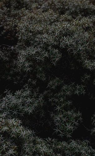 Duindoorn in de duinen