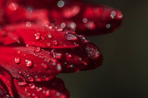Gerbera rood 2