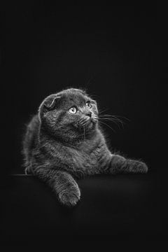 Dark portrait of a cat by Lotte van Alderen