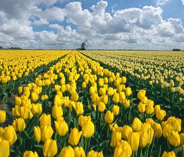 Mühle am Prinsenhof mit einem Feld gelber Tulpen, Niederlande, Trick, Montage von Rene van der Meer