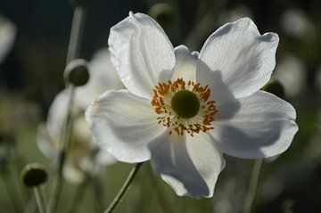 witte anemoon, beschenen door de zon van Clementine aan de Stegge