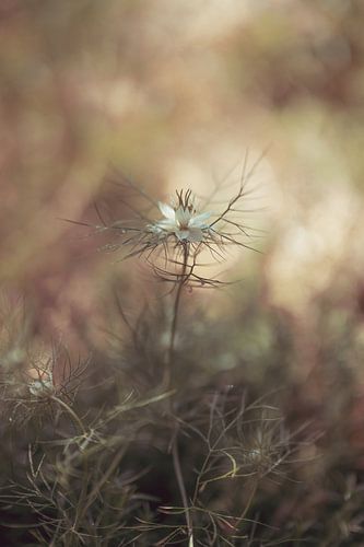 Blumen Teil 151