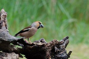 Appelvink op open plek aan de rand van het bos van Petra Vastenburg