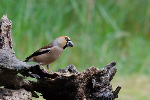 Appelvink op open plek aan de rand van het bos