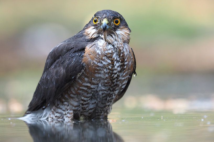Close-up of a male hawk par Astrid Brouwers