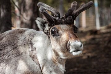 Rendier in Fins Lapland  van Irene Hoekstra