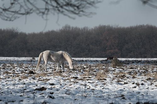 Veluwe, planken wambuis-wild paard 03 