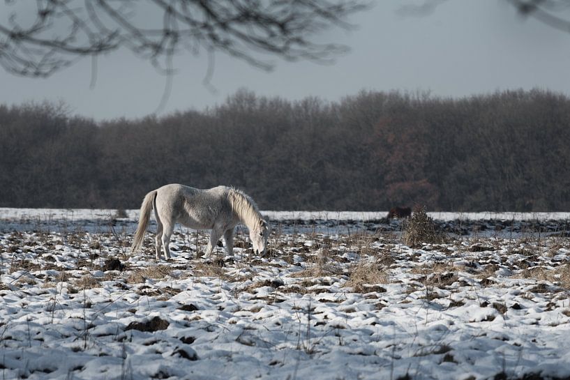 Veluwe, planken wambuis-wild paard 03  by Cilia Brandts