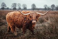 Highlander écossais dans un paysage de tourbière
