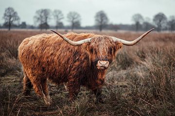 Schotse Hooglander in Veenlandschap van Dennis Venema