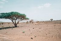 Desert steppe in Morocco