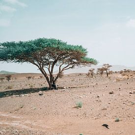 Wüstensteppe in Marokko von Eline Chiara