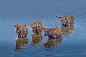 Schottische Highlander im Wasser