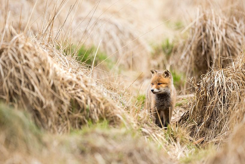 Fox by Bob Luijks