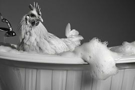 Rooster in the bathtub - A funny bathroom picture by Poster Art Shop