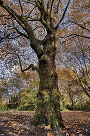 Der Breitwegerich von Ellen Weidenaar