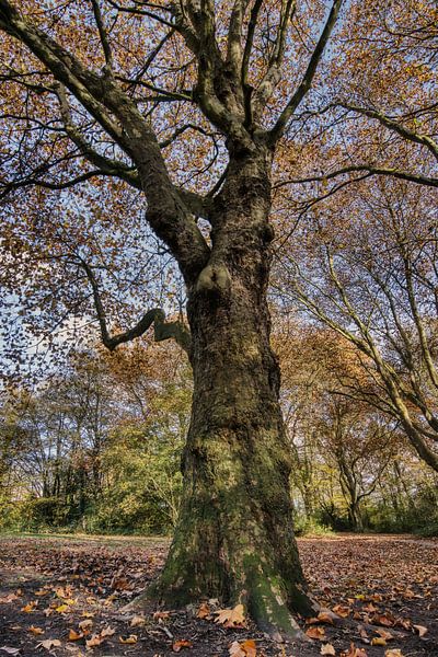 The common plantain by Ellen Weidenaar