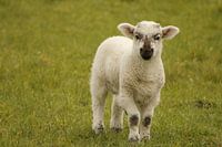 Lamm auf der Weide