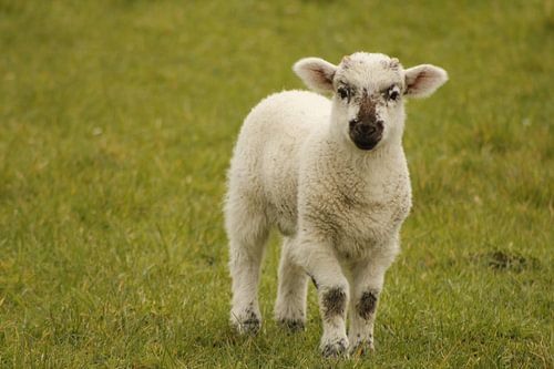 Agneau dans le pâturage