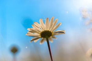 Une fleur du soir brillante