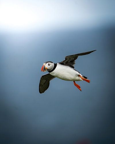Puffin in flight by Tom Zwerver