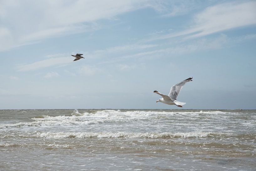 Flying gull above the sea by Marleen van Es