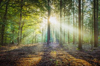 Die ersten Strahlen der Sonne