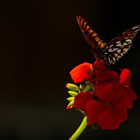 Vrije vlinder van Joep Brocker