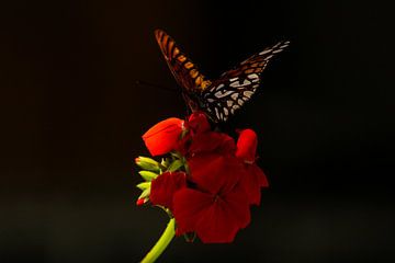 Papillon libre sur Joep Brocker