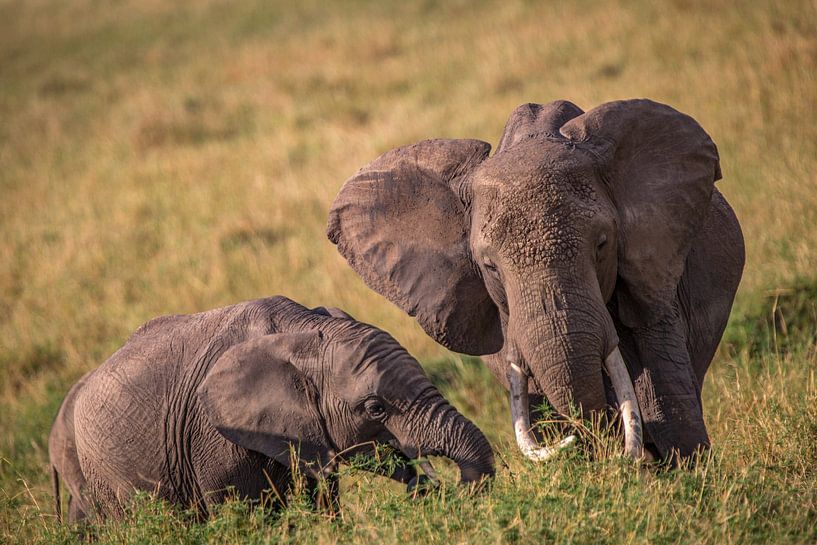 Afrikanische Elefanten von Peter Michel