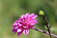 Dahlie, rosa