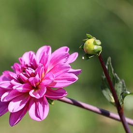 Dahlia, roze van Anja Kok