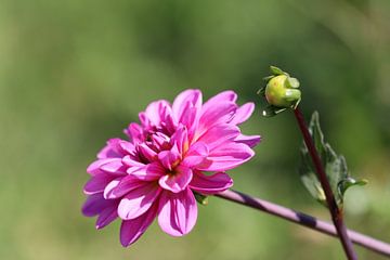 Dahlia, roze van Anja Kok