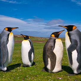 King pinguins von Remco van Kampen